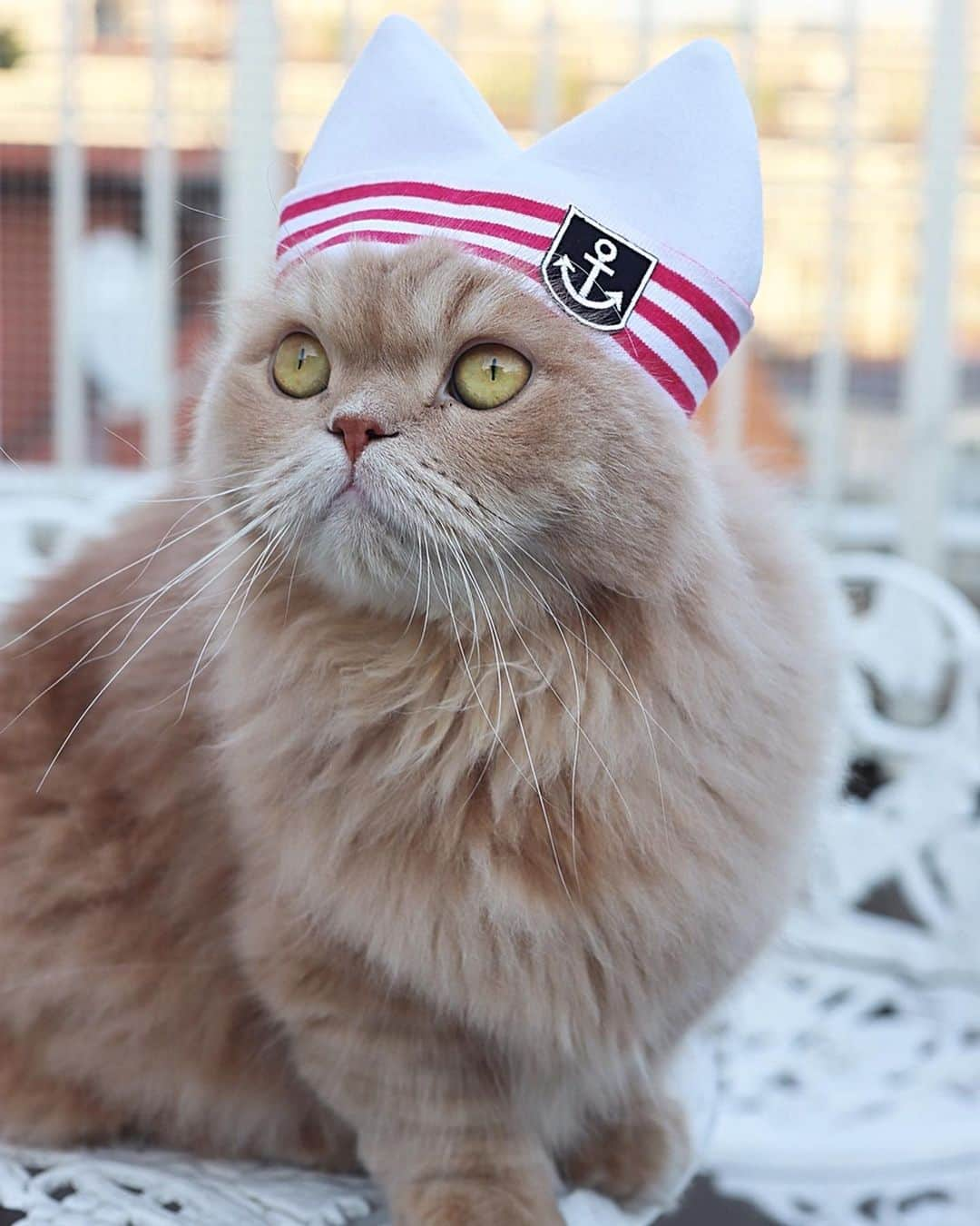 ベルさんのインスタグラム写真 - (ベルInstagram)「Wear a hat on a hot day 暑い日は帽子をかぶってね . すず 今日は帽子の気分じゃにゃいの 代わりにセクチーポーズでゆるしてにゃ . . 🌟お知らせにゃ🌟 明日5/26(日)11:00 BS-TBS 【ねこ自慢】 5/5に放送された未公開映像が再放送 見逃したおともにゃち💕 見てくれたら嬉しいにゃ📺 . . レンタル衣装 @kurumi_vanilla ゆみちゃん 作家さん @nekocarin #ねこかりん 👒 #親バカ万祭 @saphirchka さん #にこにこ祭 #にゃんこの日 . @miawmiaw_series  #夏猫miawmiaw2019 #ねこにすと9有楽町 #photois #50000人の写真展 #大切な家族 #東京 @fujifilm_photois #animalabo #いやしネコ大賞 #ベストキャットオーディション #ビューティープロコンテスト @beautypro_contest #this_is_mylifeな1枚  #kissカメラ #anan動物 #サンデイ #リビング兵庫ペット #らぶにゃんるうむ #cats_of_instagram #catsofinstagram #club_of_cats #9gagcute 👒 #ベルすずリンちゃんなりきりシリーズ . #ベルちゃん #すずちゃん ・ NAME : Bell  ベル Breed : minuet  ミヌエット 🎂 : 2016.5.15  3歳 ・ NAME : Suzu すずちゃん Breed : Scottish fold スコティッシュフォールド 🎂 : 2018.3.21 1歳」5月25日 19時00分 - ricorico_rico