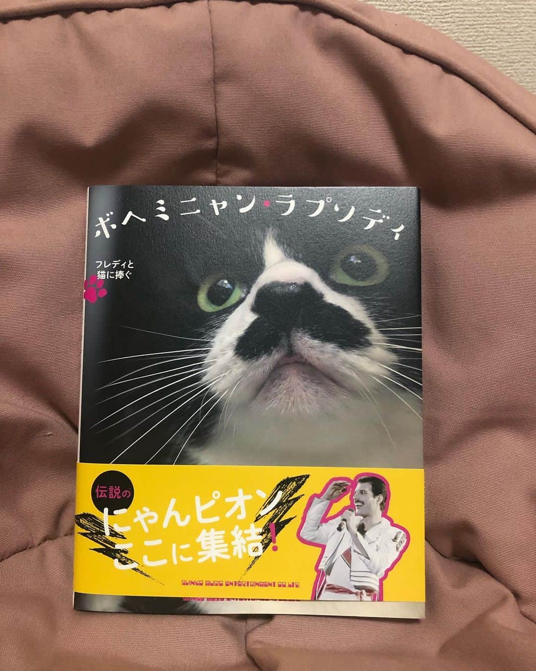 東出真緒さんのインスタグラム写真 - (東出真緒Instagram)「ボヘミニャン🐾ラプソディ💕 . QUEENのフレディは猫を愛していたのをご存知ですか？ フレディそっくりな猫さん達がたくさん出てきて ほっこり☺️☺️🐈 いや 猫そっくりなフレディが出てきて ほっこりかも😆😆🎤 . #ボヘミニャンラプソディ  #フレディマーキュリー  #猫 #猫本 #ひげねこ #cat #猫と暮らす  #保護猫 #うちのニノ君」5月25日 19時09分 - mao_bigmama_vn