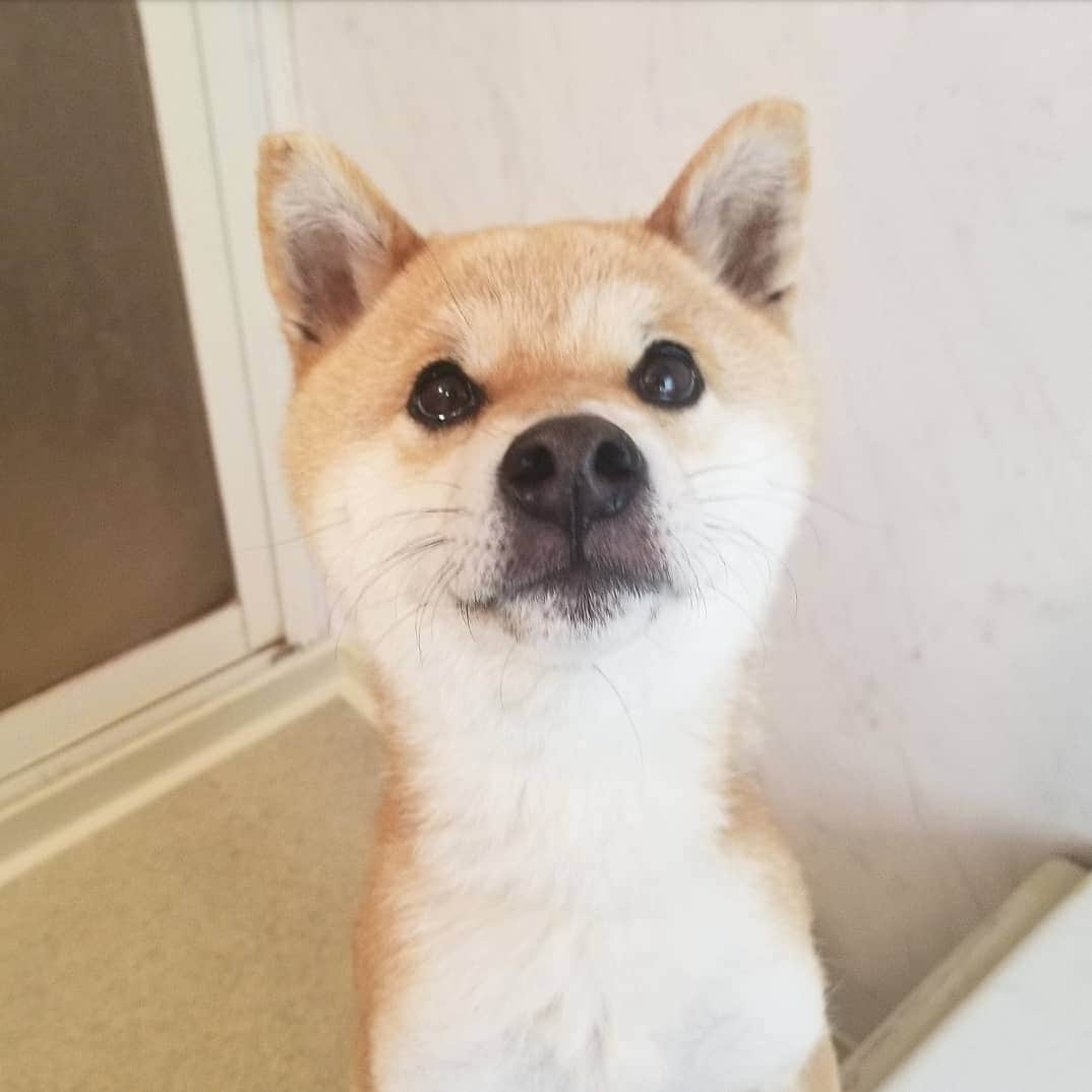 柴犬たま Shibainu Tamaのインスタグラム