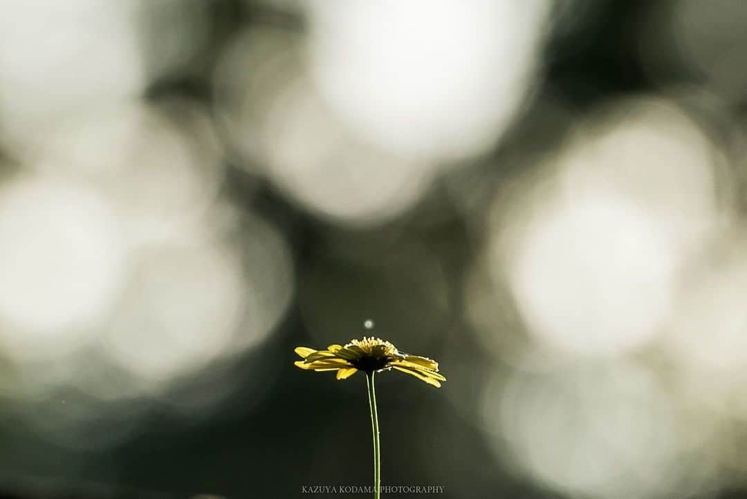 花の写真館のインスタグラム：「Photo by Kazuya Kodama.⠀ https://www.facebook.com/kazuya.kodama.33⠀ .⠀ Original Post[投稿頂いたURL]⠀ https://www.facebook.com/photo.php?fbid=1260464864075612⠀ .⠀ 本アカウントは、 #私の花の写真 をつけてInstagramに投稿された皆さまの花の写真や、「花の写真館」Facebookページで投稿された花の写真を紹介します。⠀ 「花の写真館」Facebookページは、「 @floral.photograph 」のプロフィールにあるURLからご覧ください。⠀ .⠀ #花の写真館 #floralphotograph #floralphoto #flower #flowers #富士フイルム #FUJIFILM⠀ Follow: @floral.photograph」