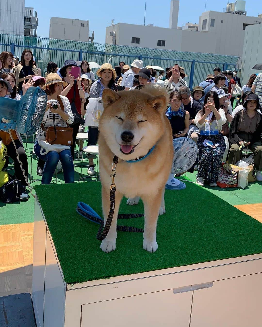 まる（まるたろう）さんのインスタグラム写真 - (まる（まるたろう）Instagram)「How are you getting along? ✨🐶✨今日もおつまる〜 ご機嫌いかが？ #地震が来たら肉球隠した方がいいんだよね #じぇんじゃん怖くないけど #ちょっとビックった #イベントも頑張ってきたよ」5月25日 19時39分 - marutaro