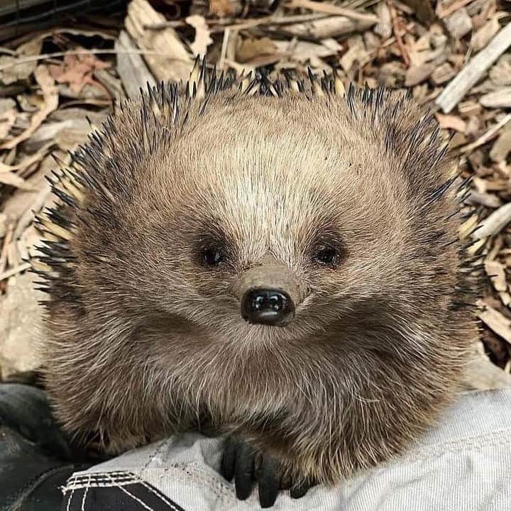 Australiaさんのインスタグラム写真 - (AustraliaInstagram)「“So, you come here often, babe?” @hannah__mchenry met this smooth-talking #echidna at @tasmania’s @Bonorong Wildlife Sanctuary, located half an hour from @hobartandbeyond. This sanctuary operates #Tasmania’s largest 24/7 #wildlife rescue service, nursing injured and sick animals back to health so they can be released into the wild again. This means the collection of animals you’ll meet here is a bit different every time you visit, ranging from wombats and native birds to koalas and emus. TIP: Book in a private “Feeding Frenzy” session to experience feeding Tassie devils and learn more about their individual background stories - it’s a truly special encounter.  #seeaustralia #discovertasmania #hobartandbeyond #wildlifephotography #travel」5月25日 20時00分 - australia