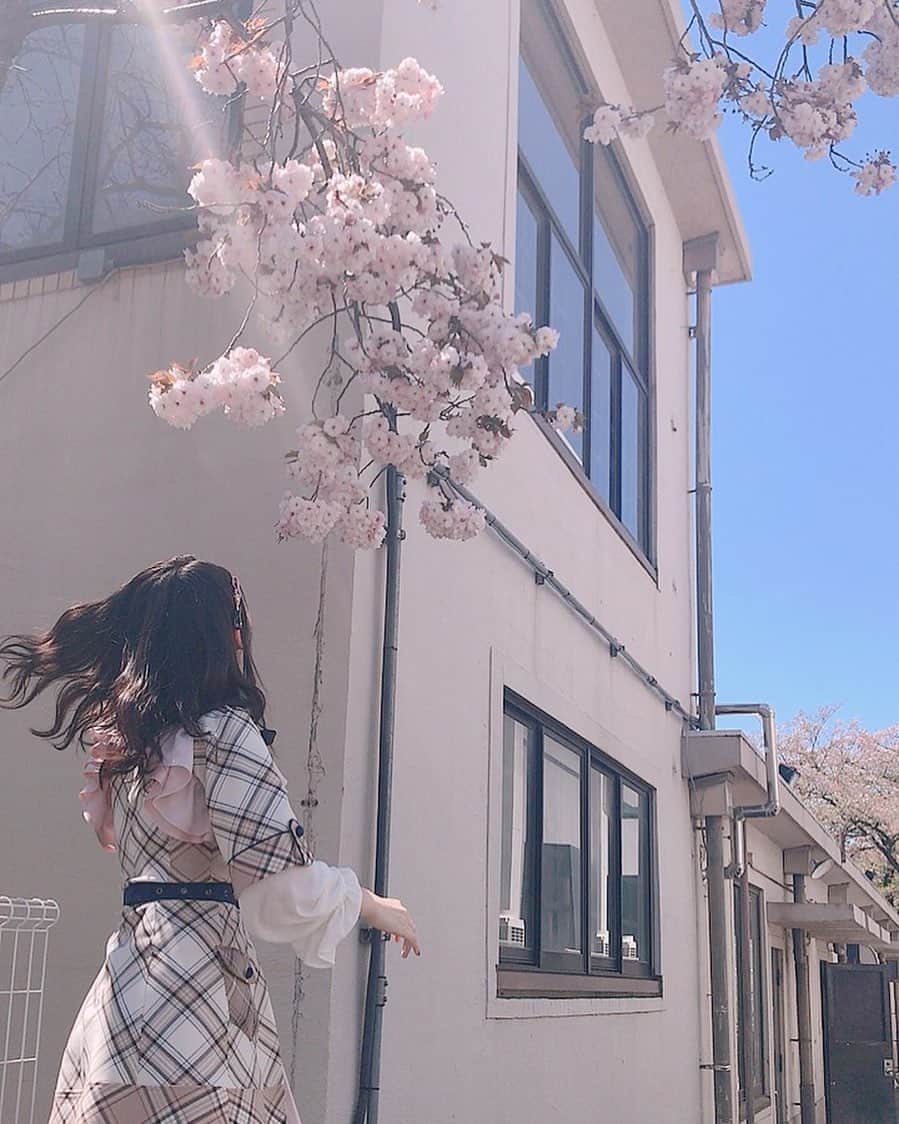 吉田華恋のインスタグラム：「みっさーがとってくれました🎈  写真集の表紙にありそうだねって言われました🦑  写真集の名前は『君色カレンダー』だそうです🐮  @misaki_888_sagasaikou  #桜 #桜衣装」