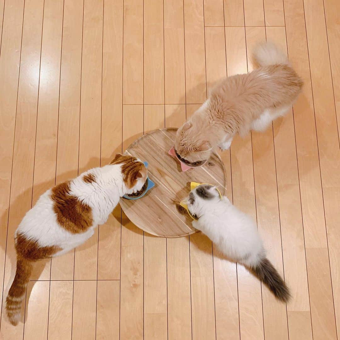 のんたのインスタグラム：「みんなでもぐもぐタイム🐾 すぐのんちゃんのお皿を頭突きしてしまうぱんちゃん(2枚目) ・ #scottishfold #catstagram_japan #catsofinstagram #cats_of_instagram #catoftheday #purr #ilovemycat #bestmeow #catlover #cutecat #kittensofinstagram #cute #スコティッシュフォールド#brotherandsisters」