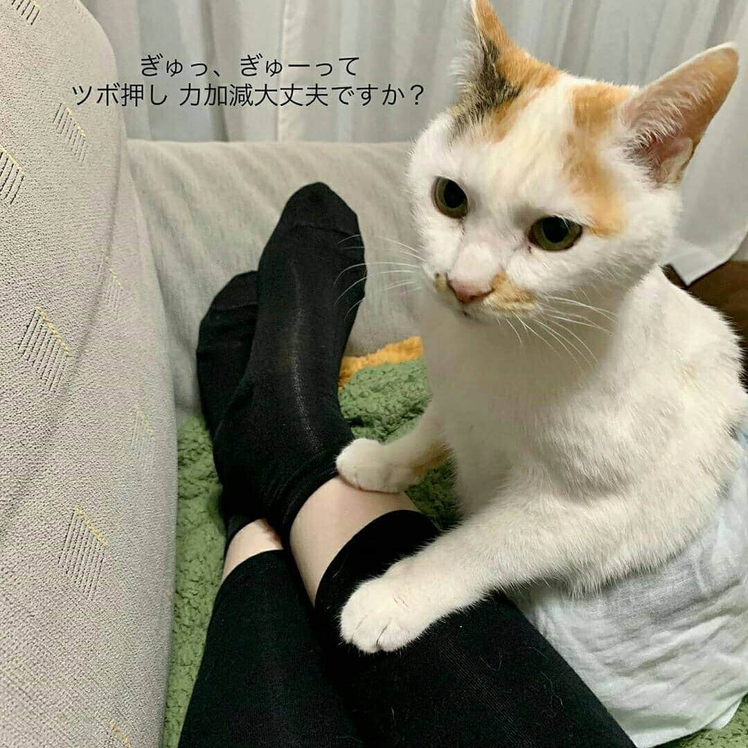 猫壱（ねこいち•ネコイチ）のインスタグラム