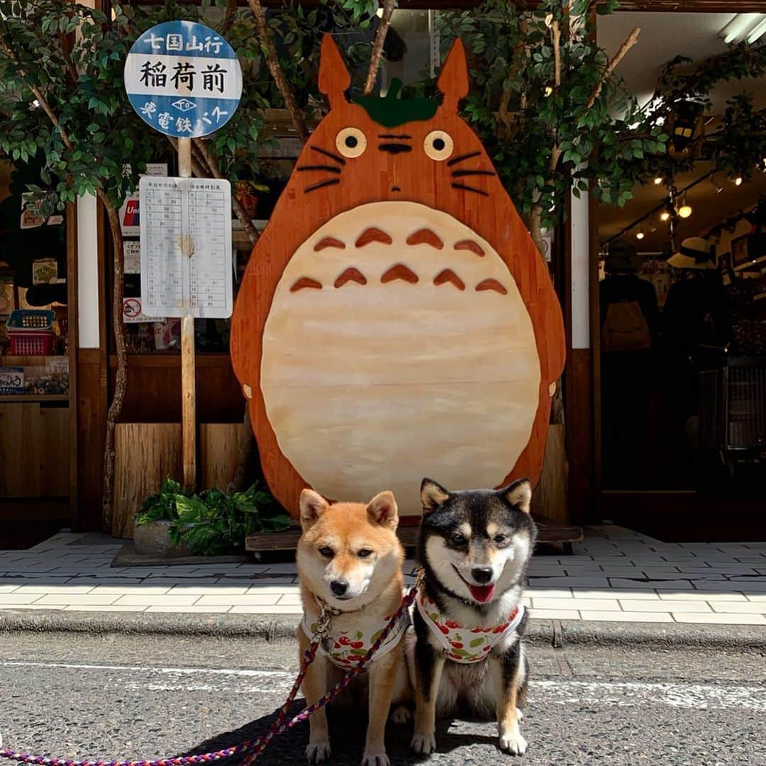 豆柴なつ&ふゆさんのインスタグラム写真 - (豆柴なつ&ふゆInstagram)「We go to Kusatsu-Onsen♨️😆✨ 草津温泉に行きました♨️😆✨ 明日は日本犬祭に行きまーす‼️ #旅行#trip #草津温泉#トトロ#となりのトトロ  #わんこと旅行#ポスト #シバフル#柴犬#shiba #shibainu#dailyshiba #shibastagram #shibamania #sweet#豆柴#癒し #pecoいぬ部#doglove #publicholiday #dogstagram #dogoftheday #かわいい#instashiba #🐕📷 #ふわもこ部 #犬 #柴#proudshibas #cutepets」5月25日 20時38分 - mameshiba.natsuinu56