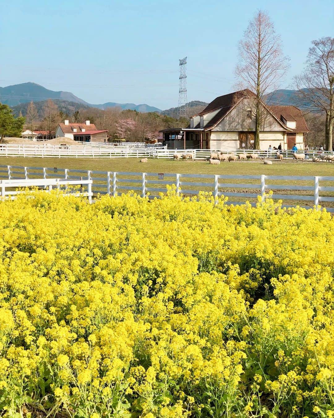 真衣ひなのさんのインスタグラム写真 - (真衣ひなのInstagram)「. 大好きな黄色！！元気色！！ ハッピーカラー！！！ この光景を見た瞬間、 思わず走り出してしまった私です。 菜の花にかけて７枚載せちゃう。 . #お花畑 #いくつになってもときめくよね #お花畑x黄色でスーパーハッピー #ブルーメの丘 #ブルーメの丘アンバサダー . tops  @pinkyanddianne_official  pants  @elvencedeux_official  necklace  @swarovski」5月25日 21時12分 - hinano_mai