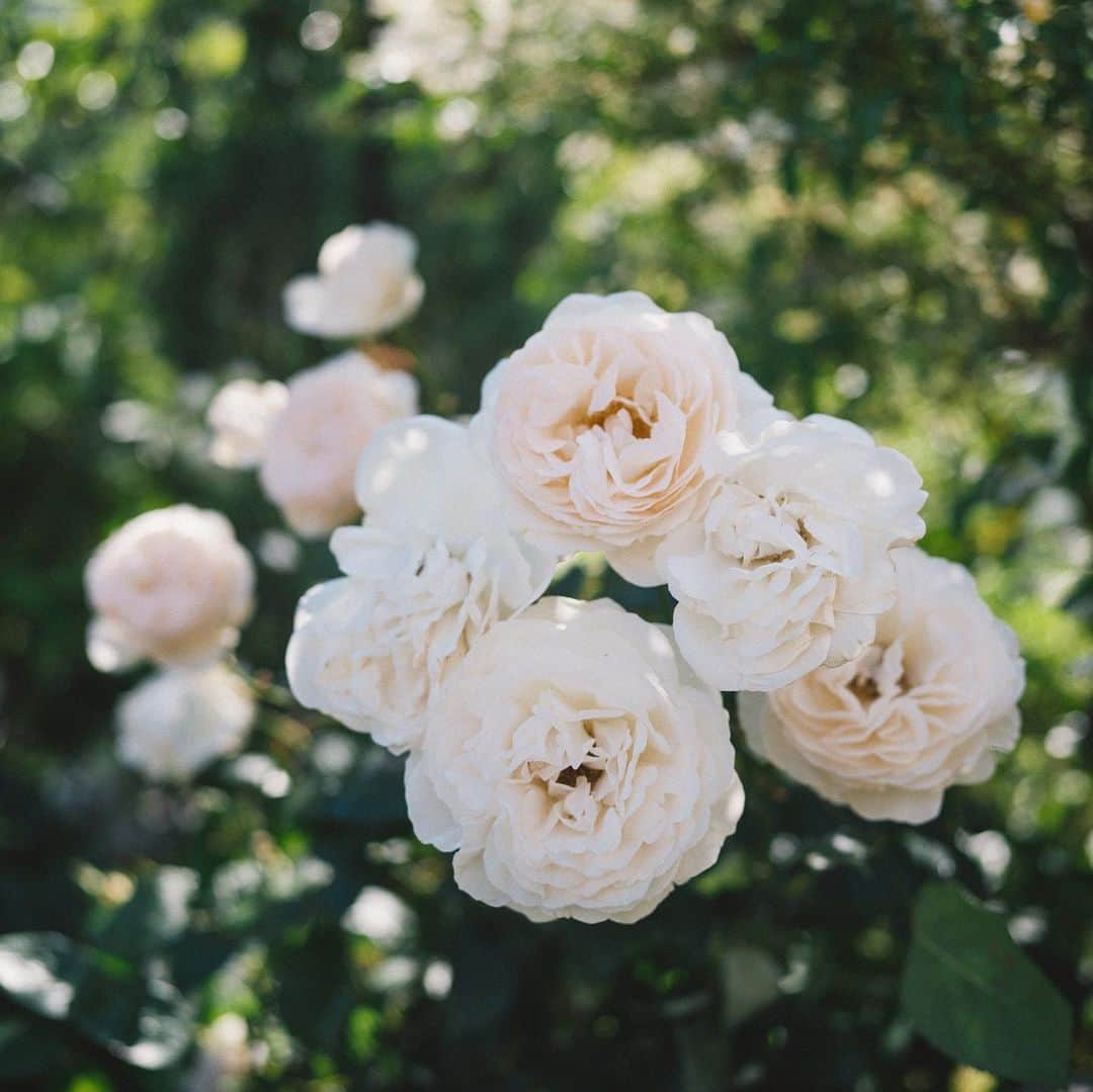 Naokoのインスタグラム：「#hasselblad_diary * 純粋にお花を撮りたいと思う この頃 バラが綺麗な季節ですね〜 カメラを下げてベビーカーを引くことを始めました #hasselbladx1d」