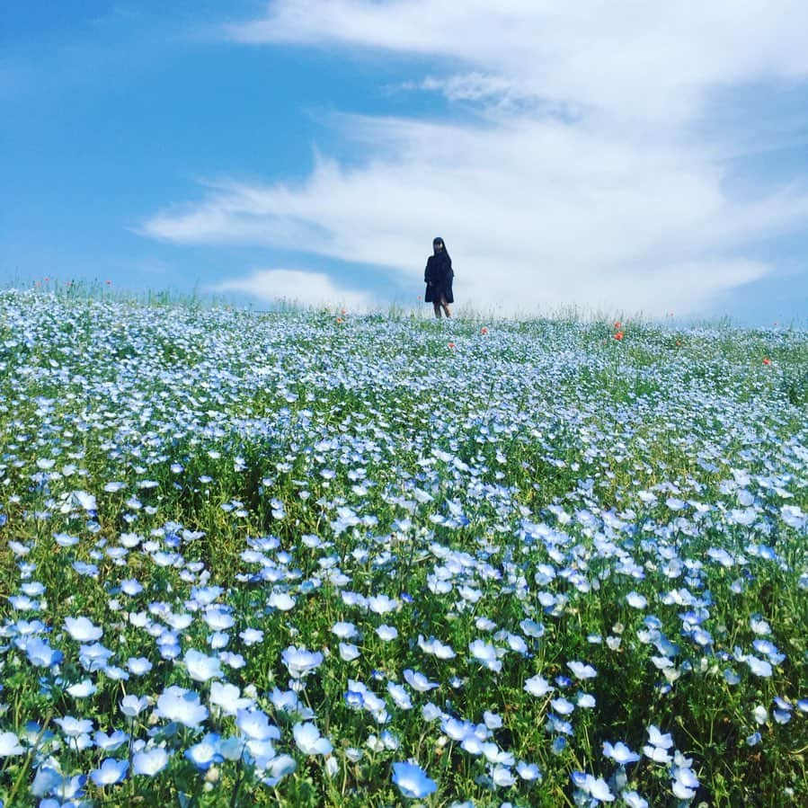 井出ちよのさんのインスタグラム写真 - (井出ちよのInstagram)「やっほーい、ちよのだよ🌈  明日はみんなが大好きな宮のにぎわい広場‼️ 間違いなく暑いので、熱中症対策、日焼け対策お願いします。忘れても👻商店街で買えばいいよ🙆‍♀️ 写真は少し前に行ってきたひたち海浜公園のネモフィラ畑。あおい！富士山みたいに青い！ . . . ★スケジュール★ ------------------------------ 🌈5/26(日)【3776#3Neo】 『宮町アイドルクラッシュ』入場無料 @富士宮 宮のにぎわい広場 ※雨天中止 12:00~12:30  DJ TA.KU. 12:30~13:00  Umihotal 13:00~13:30  DJ T-caco(CHAOS ROOM) 13:30~14:00  広瀬愛菜 14:00~14:30  DJ TA.KU. 14:30~15:00  O'CHAWANZ 15:00~15:30  DJ T-caco(CHAOS ROOM) 15:30~16:00 3776 ------------------------------ 🌈5/28(火)【3776Ex】 『火曜エクステンデッド#12』 @富士宮 フジビジョン入場無料 ★YouTubeにて生配信予定 ------------------------------ 🌈6/1(土)【3776#3Neo】 『STORiES 2』 @名古屋 伏見ライオンシアター 前売／2500円(+1d)当日／3000円(+1d) ※チケットはhttps://stories.official.ecにて ------------------------------ 🌈6/11(火)【3776Ex】 『火曜エクステンデッド#13』 @富士宮 フジビジョン入場無料 ★YouTubeにて生配信予定 ------------------------------ 🌈6/25(火)【3776Ex】 『火曜エクステンデッド#14』 @富士宮 フジビジョン入場無料 ★YouTubeにて生配信予定 ------------------------------ 🌈6/29(土)【3776】 『フラクタル！！(デイ)』 @石山U☆STONE 前売／2500円当日／3000円 ・前売り予約は予約フォームにて。 ※行脚ライブです。滋賀県（残7）、三重県（残9）の認定証配布します。滋賀県在住の方、三重県在住の方は知人をお誘いの上ぜひお越しください。 ※3776全国行脚についての詳細はSeason#3Neoインフォメーションページなどをご覧下さい。 ------------------------------ 🌈6/30(日)【3776#3Neo】【DJ井出ちよの】 『ミヤロックフェス2019』 @CENTRAL STAGE (にぎわい広場) 入場無料 ※3776の出演は15:30～予定 ☆DJ井出ちよの @DJ BOOTH（FUJIVISION） 入場無料 17:00～17:40予定 ------------------------------ 🌈7/6(土)【3776#3Neo】 『アートギャラリーin西町レトロ館「ナナロック」』入場無料 ※3776の日後編2019。 ●40分間ライブ予定 ------------------------------ ㊗️3776×OTOTOY企画 vol.7㊗️ 〈盆と正月が一緒に来るよ！～歳時記・完結編〉 2019年8月15日(木)  会場 : 渋谷WWW 17:30 OPEN / 18:00 START 前売り \3,000 / 当日 \3,500 チケットはeplusにて発売中 ------------------------------ #3776 #みななろ #井出ちよの #富士山 #富士宮 #富士市 #静岡県 #宮のにぎわい広場 #元気広場 #富士山ご当地アイドル . #ネモフィラ #ネモフィラの丘 #ひたち海浜公園」5月25日 21時20分 - 3776chiyono