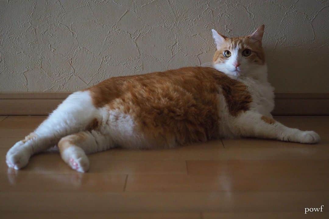 anemone_69のインスタグラム：「. #ハカセとキョウジュ #茶トラ白 #茶白 #cat #猫 #保護猫 . . .」
