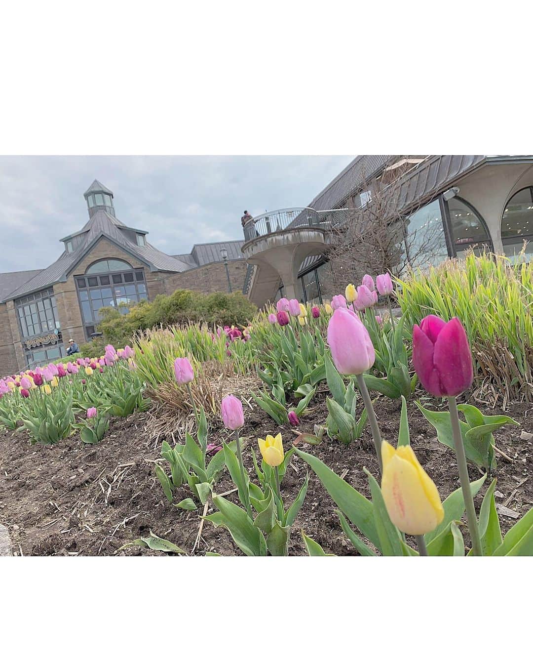 松田美里さんのインスタグラム写真 - (松田美里Instagram)「ちゅーりっぷは小さい頃からだいすきなおはな❤︎" ナイアガラの滝付近めちゃたくさん咲いててウットリした 自然も街も綺麗なCanada最高だなー❁⃘ #tulips#canada#niagarafalls#flowers」5月25日 21時44分 - miri_matsuda