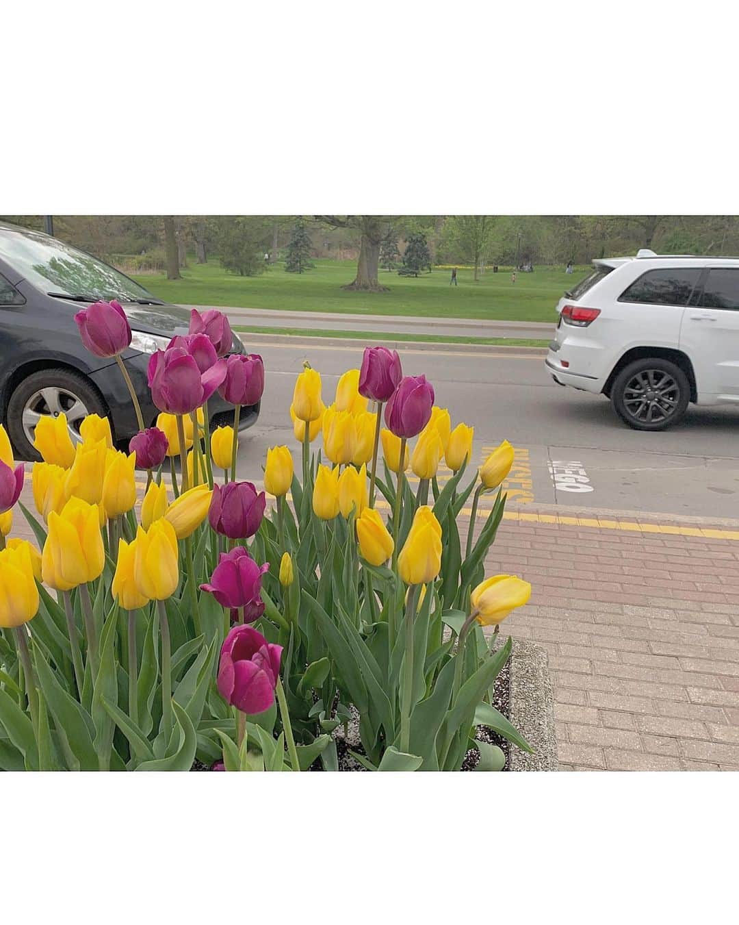 松田美里さんのインスタグラム写真 - (松田美里Instagram)「ちゅーりっぷは小さい頃からだいすきなおはな❤︎" ナイアガラの滝付近めちゃたくさん咲いててウットリした 自然も街も綺麗なCanada最高だなー❁⃘ #tulips#canada#niagarafalls#flowers」5月25日 21時44分 - miri_matsuda