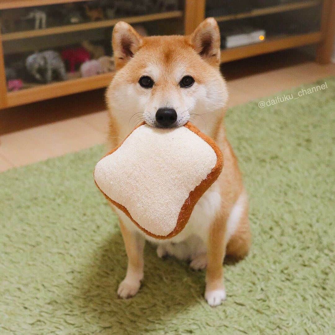 だいふくさんのインスタグラム写真 - (だいふくInstagram)「食パンは厚切りふわふわ派、だいふくです🐶🍞 yummy😋 yummy😋 yummy😋 #bread #パン #パンパパン #小麦かおる犬」5月25日 21時52分 - daifuku_channel