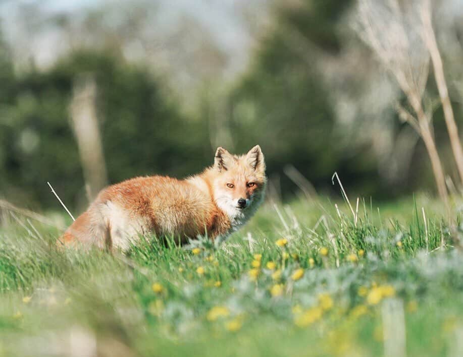 Hikaruのインスタグラム：「Fox in the dandelion. . . たんぽぽ緑の中の狐さん。 そっと近づいてみたょ。 あ、見つかっちゃった。 もうちょっと私には鍛錬が必要なようです。 . . . . #instagram#instagramjapan #igersjp#東京カメラ部#tokyocameraclub #natgeo#yourshotphotographer #sony#bealpha#sonyalpha #pashadelic#naturephotography #naturegeography #fox#キタキツネに会いたい#キタキツネ #lovers_nippon#photogrena_nature#photo_shorttrip#japan#visitjapanjp #longexposure_japan #hokkaido#写真好きな人と繋がりたい」