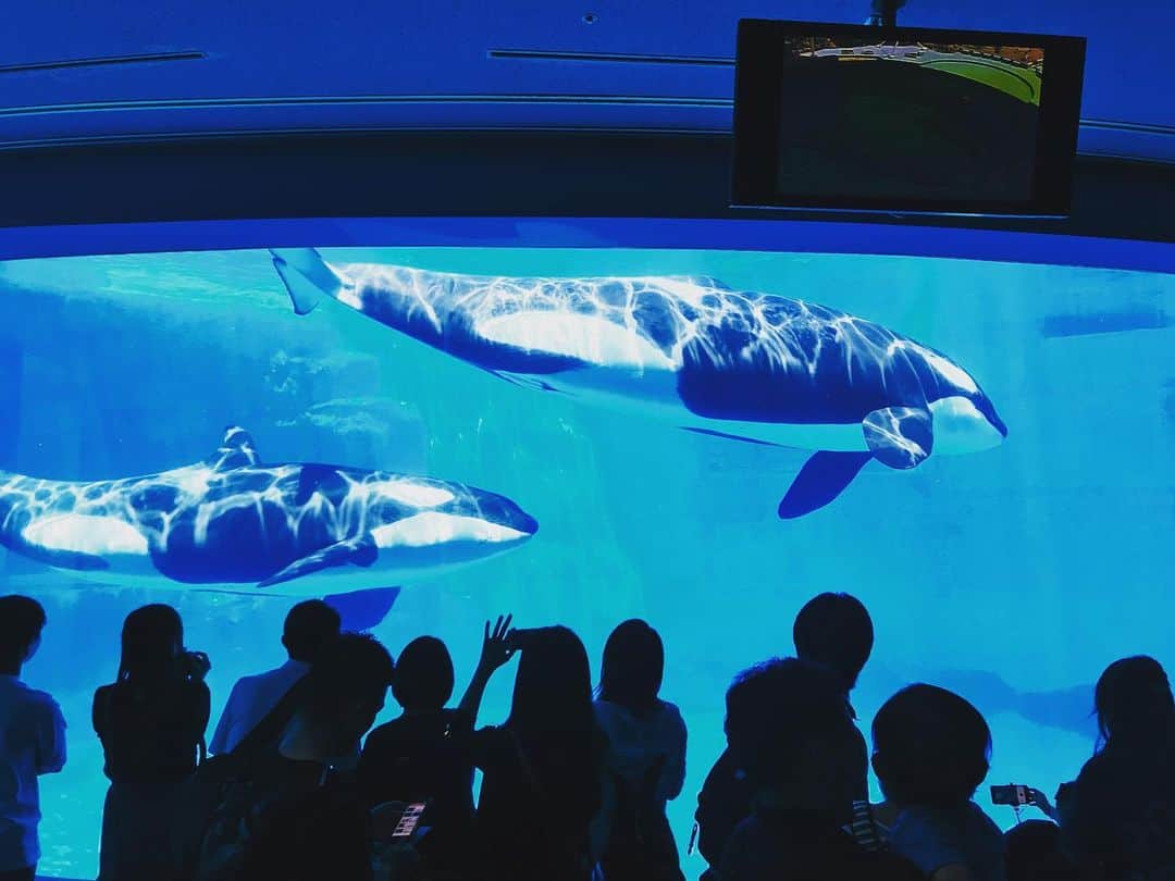 大倉士門さんのインスタグラム写真 - (大倉士門Instagram)「ほんとにずっとずっと行きたかったところにやっと行けました。 名古屋港水族館。 入った瞬間のどでかいシャチの水槽に感動。シャチは地球上で一番強い生き物。日本でオサガメとゆう世界最大のカメの飼育を唯一していたこの水族館。昔からまじで来たかったから、これて感激。ひさびさに一人水族館。隅から隅まで文字をしっかりと読み。最高に充実した時間を。ほんとに来たかったから感激しすぎたぜ。。さすが名古屋港水族館。全部のイベントをくまなくしっかり観れたし、言うことなし。また行きたいじぇー。オサガメが見たかったけど剥製だけでも見れたので大満足。展示の仕方が諸々と俊逸すぎて、本当に素晴らしい水族館。また行く。 #名古屋港水族館  #portofnagoyapublicaquarium」5月25日 22時19分 - shimonsmile