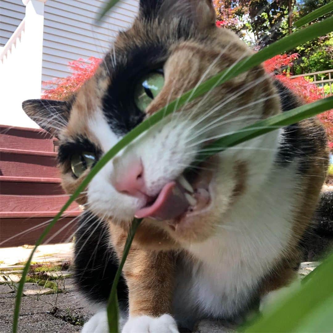 リリーのインスタグラム：「Caturday outside?! Yes please 😸 #caturday」