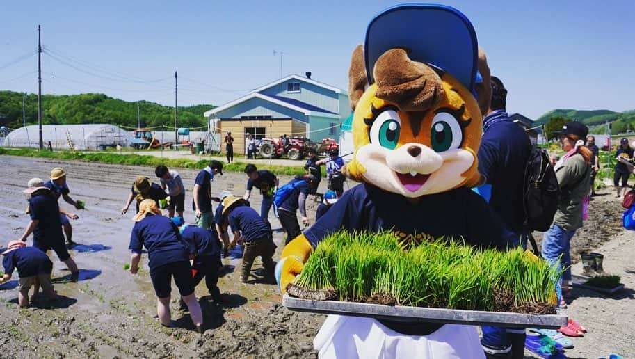 北海道日本ハムファイターズ フレップさんのインスタグラム写真 - (北海道日本ハムファイターズ フレップInstagram)「. やほ〜💕ポリーだよ〜🐿 今日は厚真町にお邪魔して 「ふぁい田！ATSUMAプロジェクト」 の田植え体験のお手伝いをしてきました！ 田植えから稲刈り、収穫したお米を食べるところまで体験してもらうんだって🍙🍚✨ 田んぼの泥に足を取られそうになりながらもみんな一生懸命頑張ってた👏🏻👏🏻👏🏻 ポリーも昨年からずっと厚真町に行きたいなと思っていたので、今回のこのプロジェクトで訪れることができて、厚真町の今を自分の目で見ることができてよかった。 今日、みんなが植えた稲が元気にすくすくと育って、厚真町のみなさんの笑顔に少しずつでも繋がっていってくれるといいなと心から願っています。 ポリーも、ポリーにできること、考えて、頑張ります✊ また、行きたいな。 ※ ※ ※ #lovefighters #驀進 #飛び出せ新時代 #ポリーポラリス」5月25日 22時27分 - frep_the_fox