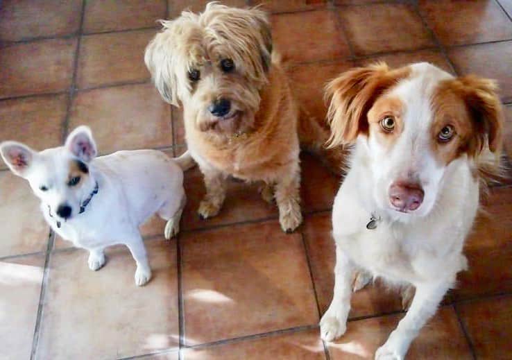 のインスタグラム：「After three continuous months on the road I am really looking forward to hanging out with these three characters again... #home #capetown #dogs」