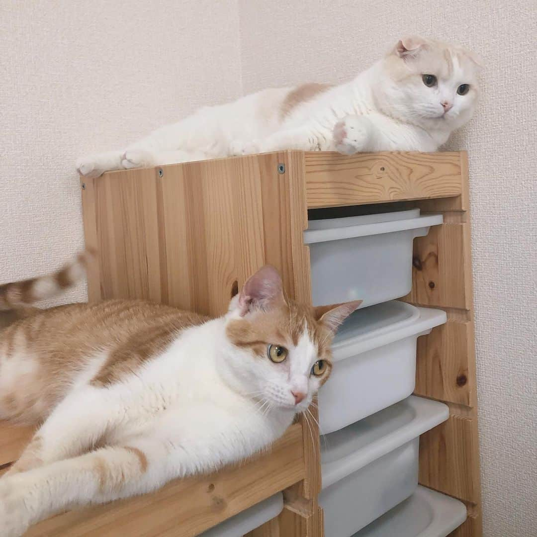 はなぼくろきなこさんのインスタグラム写真 - (はなぼくろきなこInstagram)「シンクロ(っ˘-˘c)♡ うちにはキャットタワーがないのですが、棚の上やチェストの上にあまり物を置かないようにしてキャットタワー代わりにしております🥰 このIKEAのトロファストシリーズお気に入り🥺💗 . . . . . #はなきな #猫部 #きなちょのおうちのもーにゃん #にゃんこ  #スコティッシュフォールド #猫  #猫のいる暮らし #😻 #みんねこ」5月25日 22時32分 - hanabokurokinako