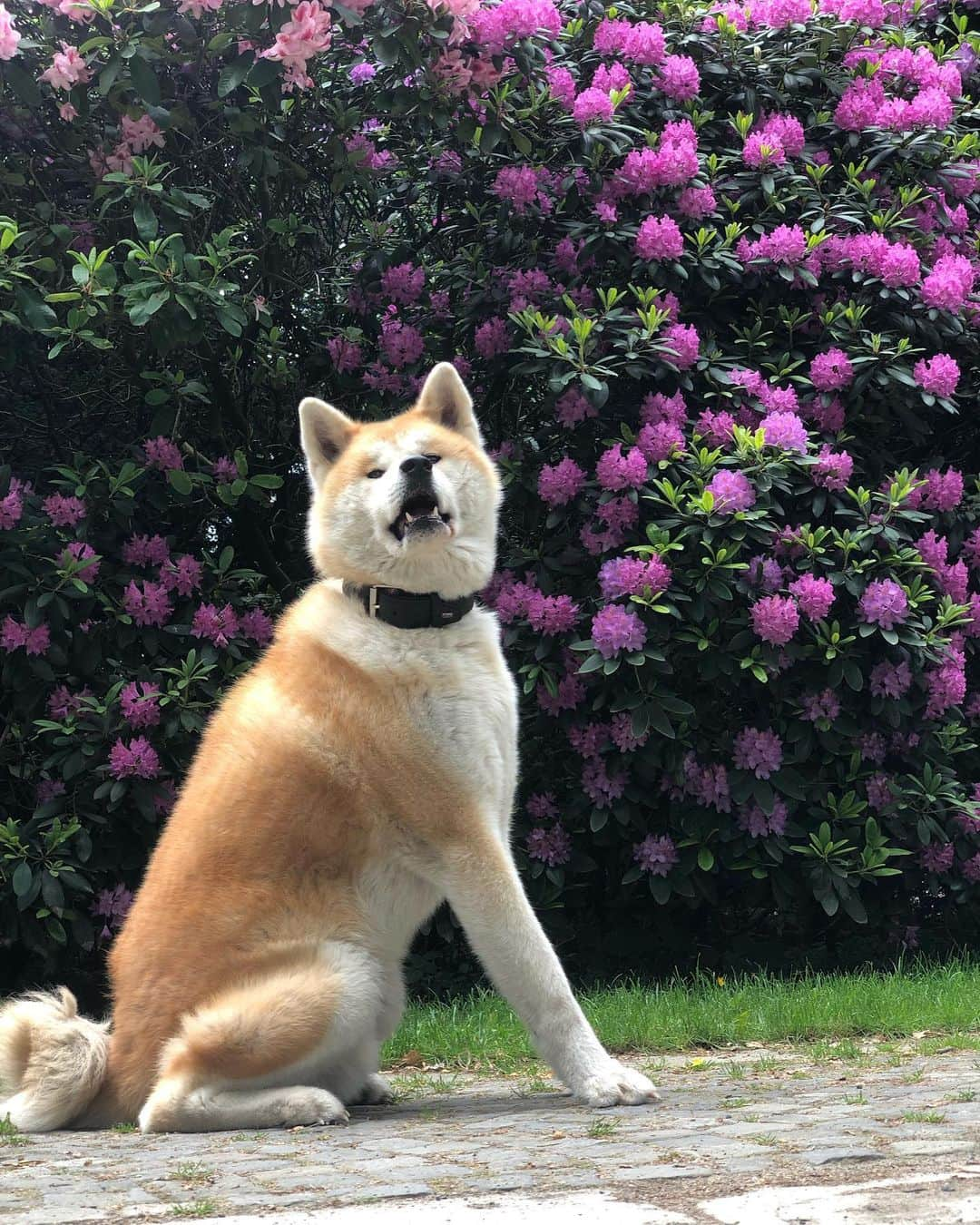 Mikkaのインスタグラム：「Enjoy your weekend 🐶☀️😊 #Akita #akitainu #akitaclub #akitapuppy #akitasofinstagram #akitaworld #akitalovers」