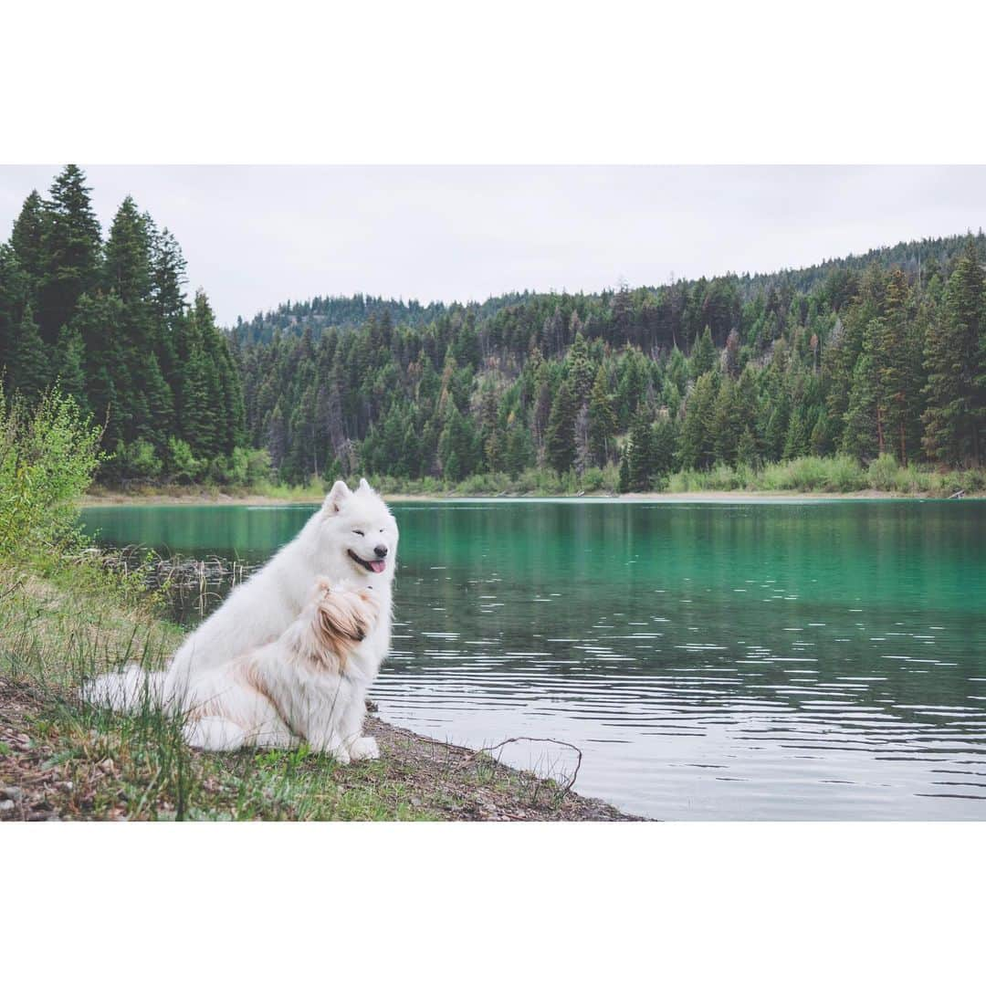 Loki the Corgiさんのインスタグラム写真 - (Loki the CorgiInstagram)「The bestest travel buddies 🐶🐻 (tag ur travel buddy!)」5月26日 9時35分 - lokistagram