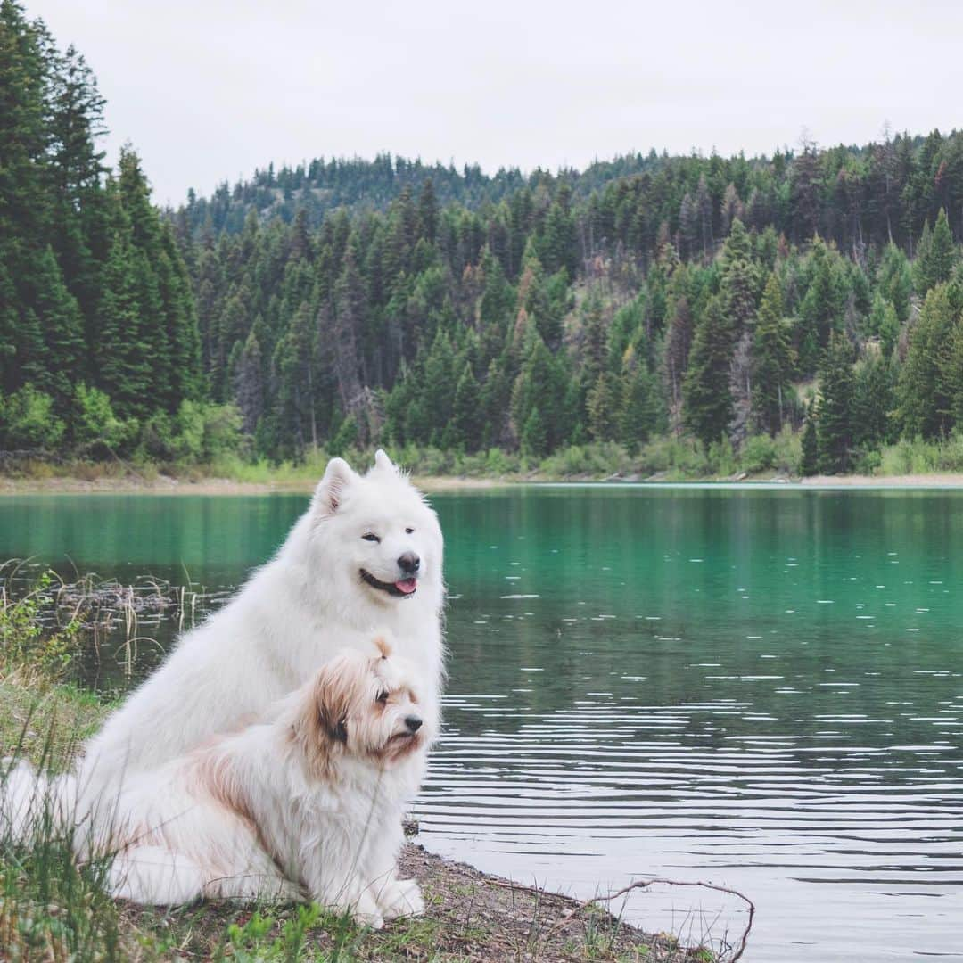 Loki the Corgiさんのインスタグラム写真 - (Loki the CorgiInstagram)「The bestest travel buddies 🐶🐻 (tag ur travel buddy!)」5月26日 9時35分 - lokistagram