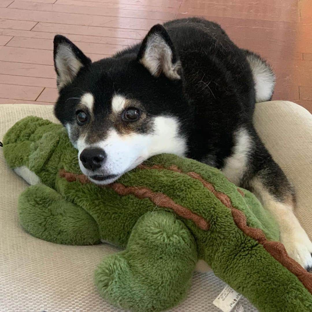 くろさんのインスタグラム写真 - (くろInstagram)「まったり豆🐊 #まったり豆 #kuroshiba #blackshiba #shibainu #shibastagram #instadog #dogstagram #柴犬 #黒柴 #黑柴 #日本犬 #和犬 #シニア犬 #癒し犬 #いぬら部 #ふわもこ部 #柴犬部 #モフモフ生命体 #柴犬のいる暮らし #わんこのいる暮らし #わんこのいる生活 #わんこと一緒 #わんダフォ #わんだふるjapan #🐊🐕 #ペティオ柴公園」5月26日 8時09分 - m6bmw