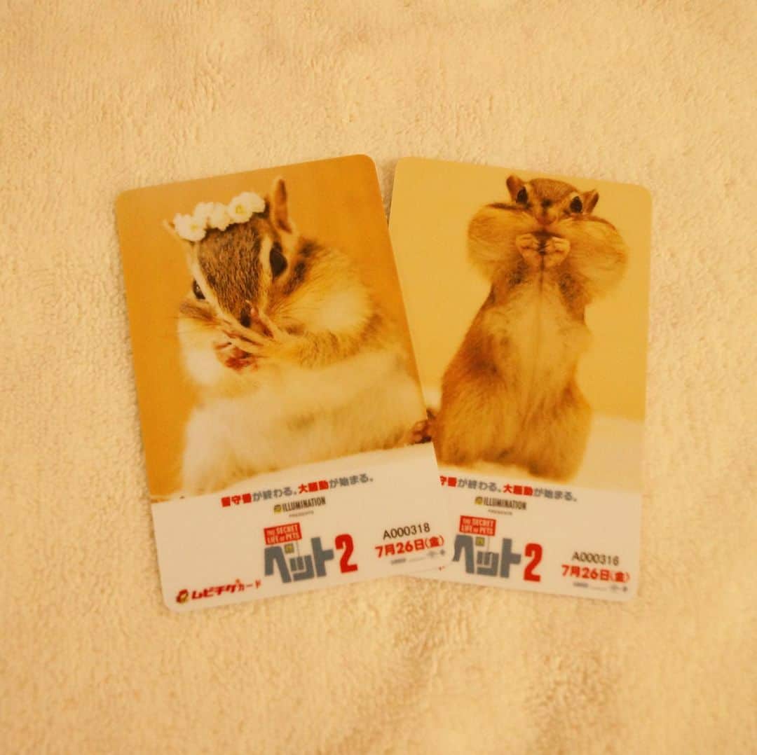 ビッケ & トッドさんのインスタグラム写真 - (ビッケ & トッドInstagram)「#Tod﻿ “Bikke & Tod” movie ticket for “The Secret Life of Pets”﻿ ﻿ “僕たちの映画？”﻿ ﻿ オーダーしていた #映画ペット2 のオリジナルムビチケが届きました！カードがとてもしっかりしていて見た後にも記念になりそうです☺︎﻿ 今月いっぱいまで作れるみたいなので是非♪﻿ ﻿ トッドはお留守番中、何をしてるのかな？﻿」5月26日 8時30分 - bikke_the_chip