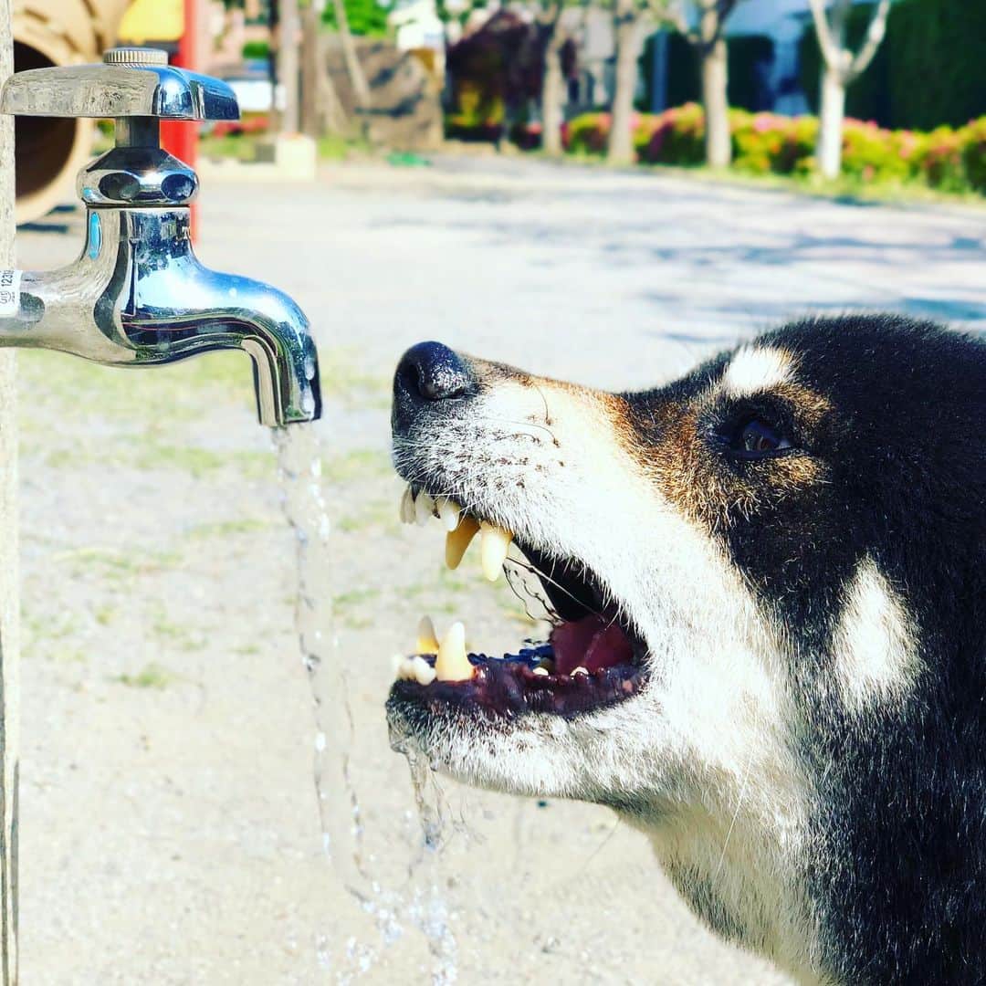 小川博永さんのインスタグラム写真 - (小川博永Instagram)「暑いから水分補給はこまめにね。  #今朝まる #ししまる #dog #dogs #柴犬 #黒柴」5月26日 8時58分 - ogawahironaga