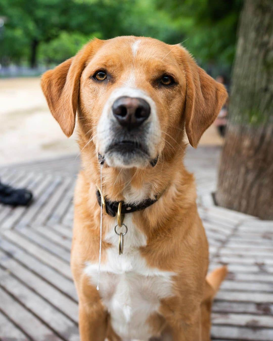 The Dogistさんのインスタグラム写真 - (The DogistInstagram)「Otis, mix (4 y/o), Washington Square Park, New York, NY • “He’ll do anything for food. He took a sandwich out of a guy’s hand in the park.”」5月26日 9時05分 - thedogist