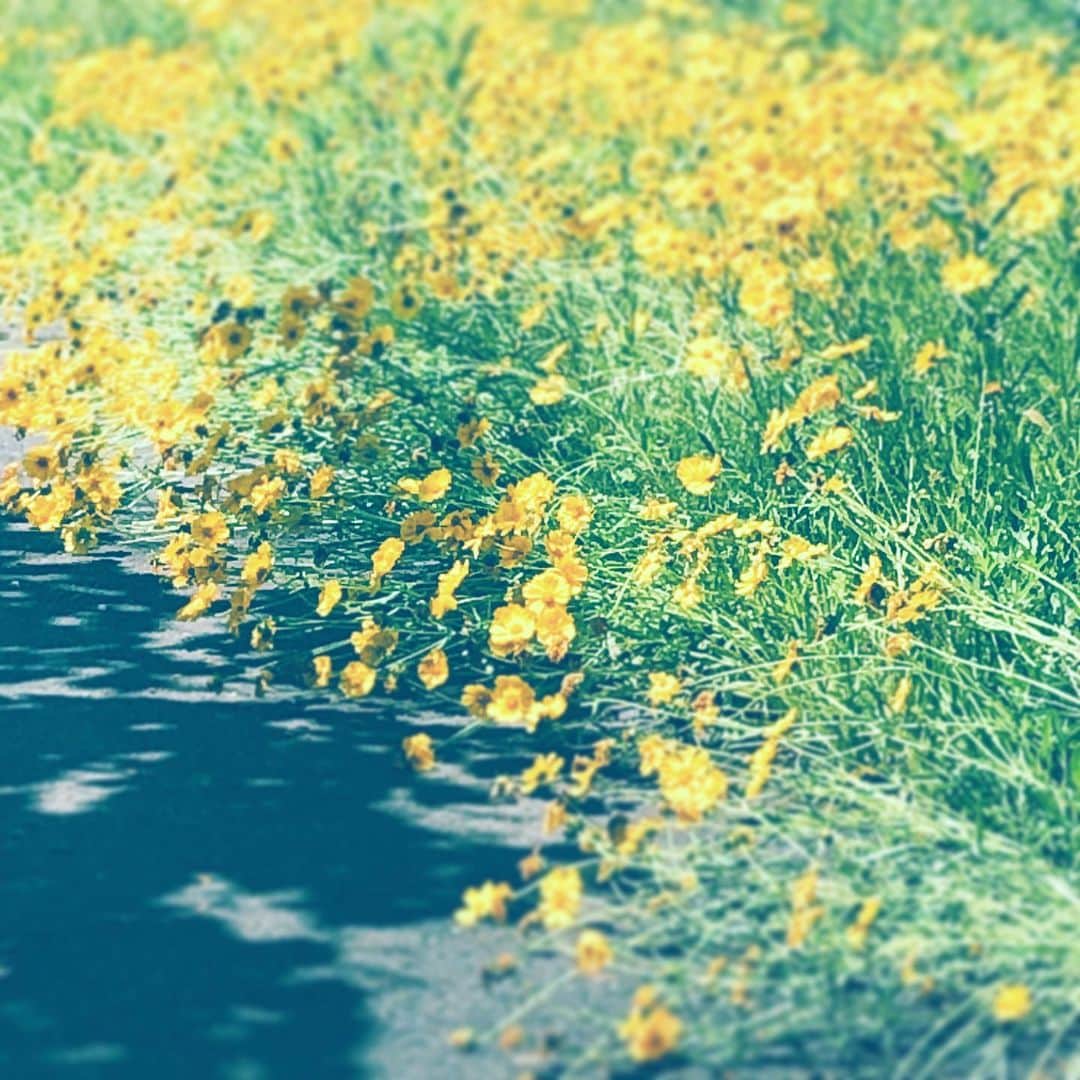 のインスタグラム：「#空き地 #花 #咲きまくり #yellow #flower #street #flowersoflife #sunday」