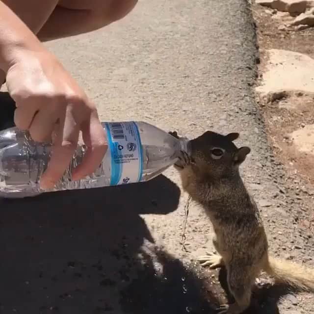 WildLifeのインスタグラム：「Thirsty squirrel In the Arizona heat 🐿  Video by @campsy1」