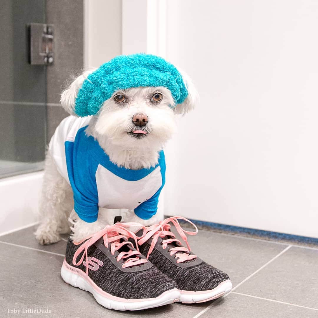Toby LittleDudeのインスタグラム：「Exercise? I thought you said accessorize 😏.」