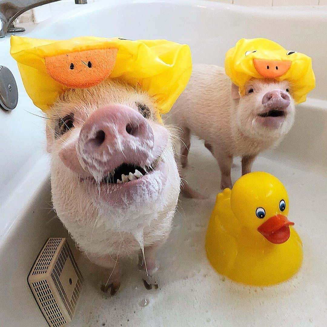 Priscilla and Poppletonさんのインスタグラム写真 - (Priscilla and PoppletonInstagram)「Their faces when mom tells them she better not find any duck poop in the tub.🛁🐷🐤#sillysudssaturday #PopandPenn #PrissyandPop」5月26日 0時58分 - prissy_pig