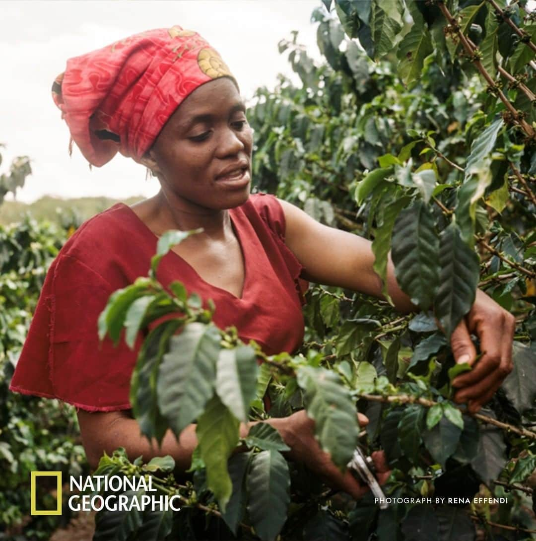 Nespressoさんのインスタグラム写真 - (NespressoInstagram)「“Nespresso taught us good coffee farming methods, to get high quality coffee.” - Jesca, a local farmer from Honde Valley, Zimbabwe. Find out more at https://on.natgeo.com/2HtfLLM Content partner @NatGeo @renaeffendiphoto  #Nespresso #BeyondTheBean #RevivingOrigins #HondeValley #GrowingStrong」5月26日 1時00分 - nespresso