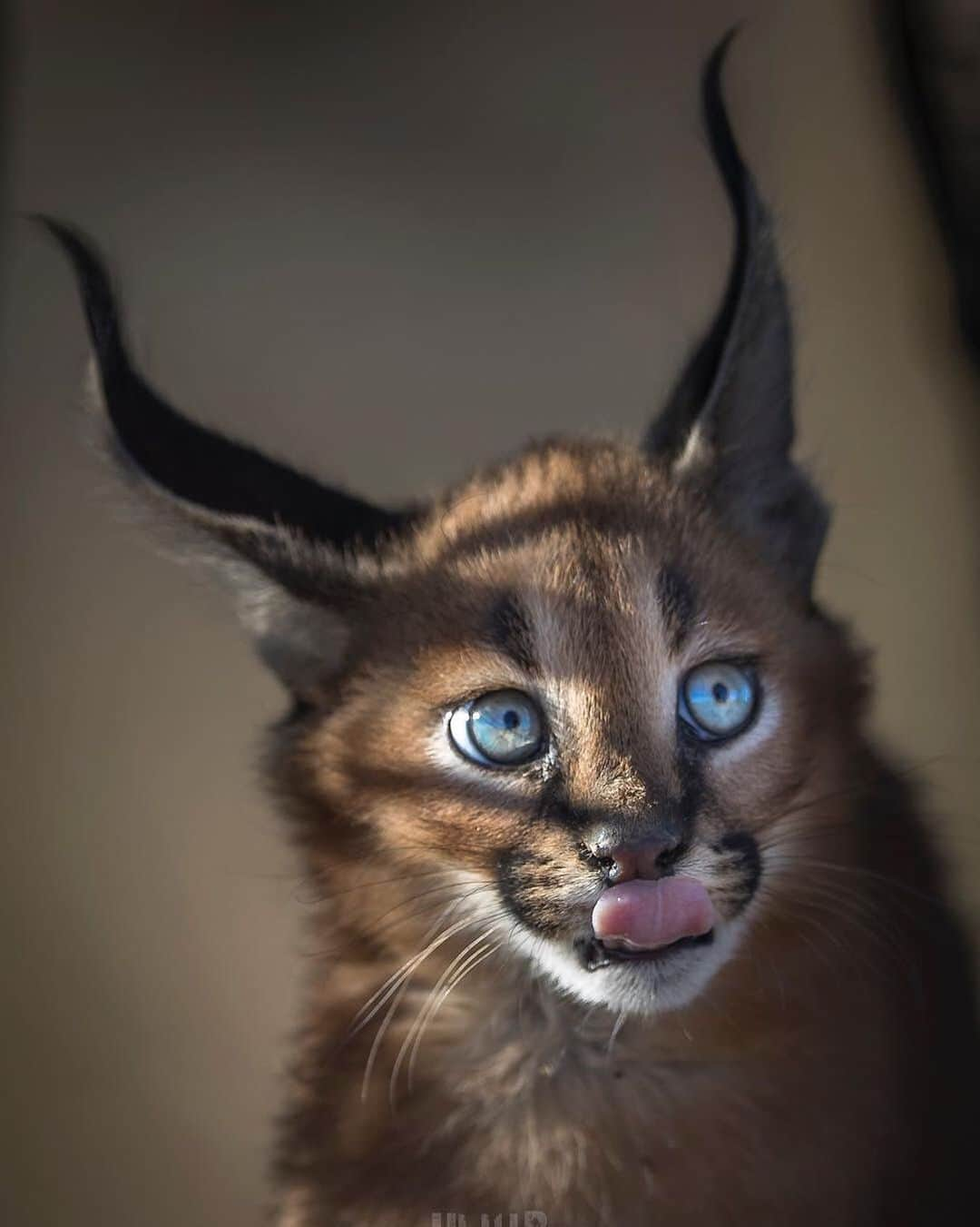 Earth Picsさんのインスタグラム写真 - (Earth PicsInstagram)「The mysterious caracal 🐱 Photo by @uli_wildlife」5月26日 1時11分 - earthpix