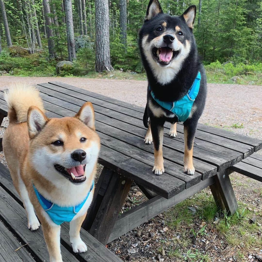 ?Fricko the Shiba Inu?のインスタグラム：「Have a nice weekend friends!🥰🥰 🐾 🐾 🐾 #FrickoandKeaton #🐶 #☀️ #shiba #shibainu #dog #柴犬 #赤柴 #黒柴  #adorable #shibalovers #shibaholics  #dogoftheday  #weeklyfluff #aww #dogstagram  #dogscorner #puppiesofinstagram #shibapuppy」