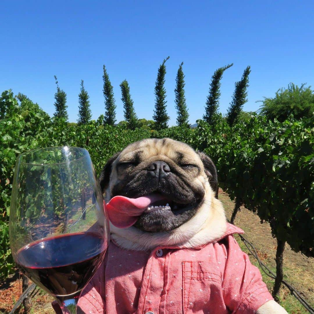 itsdougthepugさんのインスタグラム写真 - (itsdougthepugInstagram)「“Today’s forecast: 99% chance of wine” -Doug • Happy #nationalwineday 🍷」5月26日 1時32分 - itsdougthepug