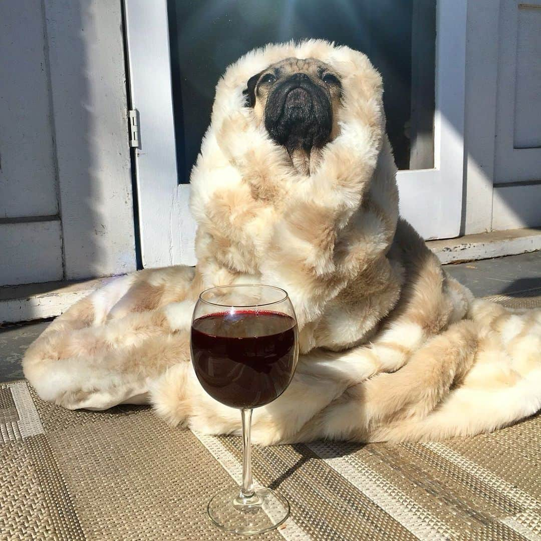 itsdougthepugさんのインスタグラム写真 - (itsdougthepugInstagram)「“Today’s forecast: 99% chance of wine” -Doug • Happy #nationalwineday 🍷」5月26日 1時32分 - itsdougthepug