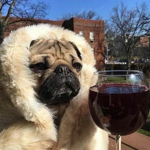 itsdougthepugさんのインスタグラム写真 - (itsdougthepugInstagram)「“Today’s forecast: 99% chance of wine” -Doug • Happy #nationalwineday 🍷」5月26日 1時32分 - itsdougthepug