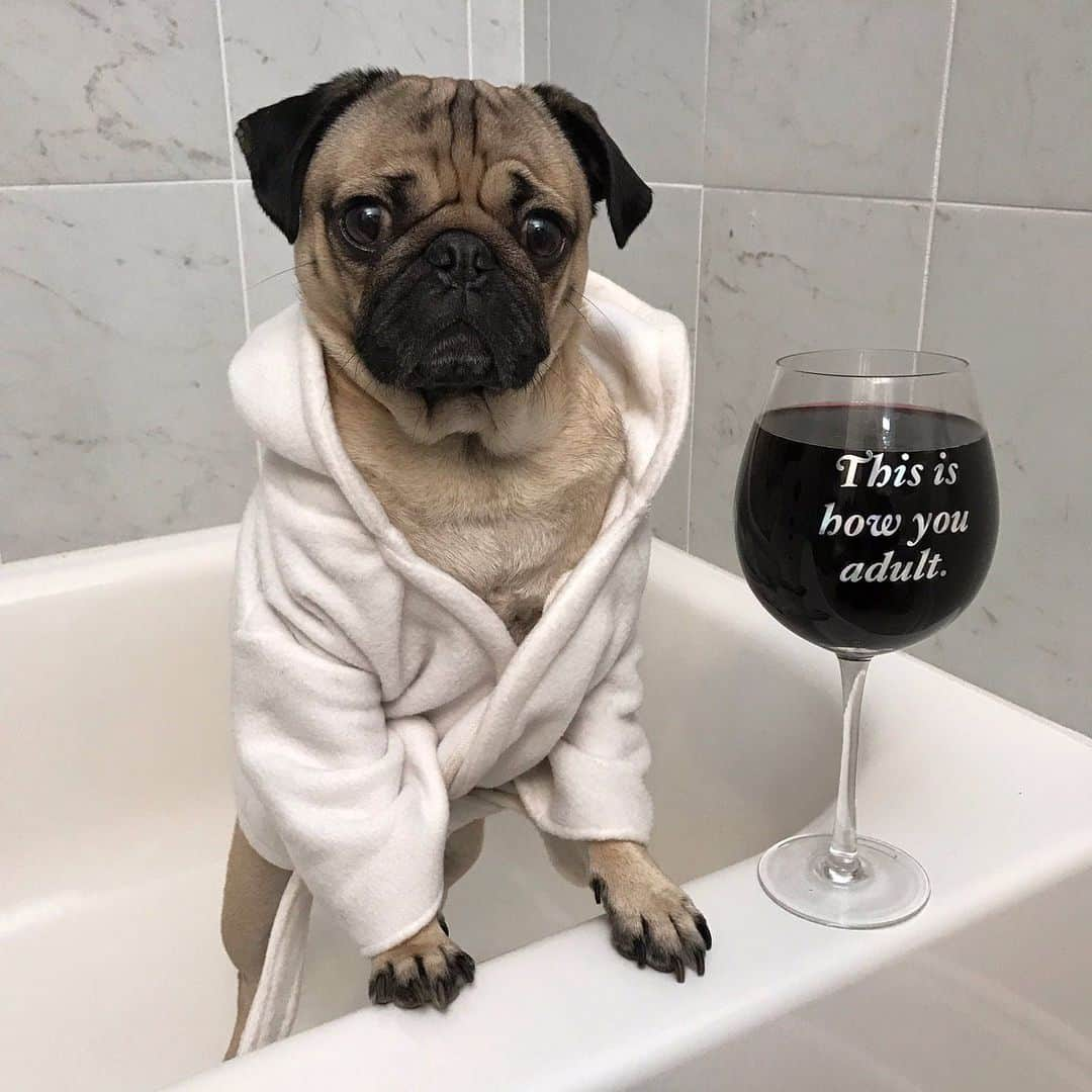 itsdougthepugさんのインスタグラム写真 - (itsdougthepugInstagram)「“Today’s forecast: 99% chance of wine” -Doug • Happy #nationalwineday 🍷」5月26日 1時32分 - itsdougthepug