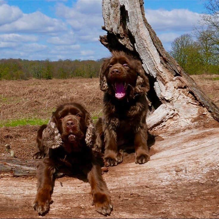 ハケットのインスタグラム：「Weekend ready, as happy as Harry and Muffin. #Regram @mrjhackett」