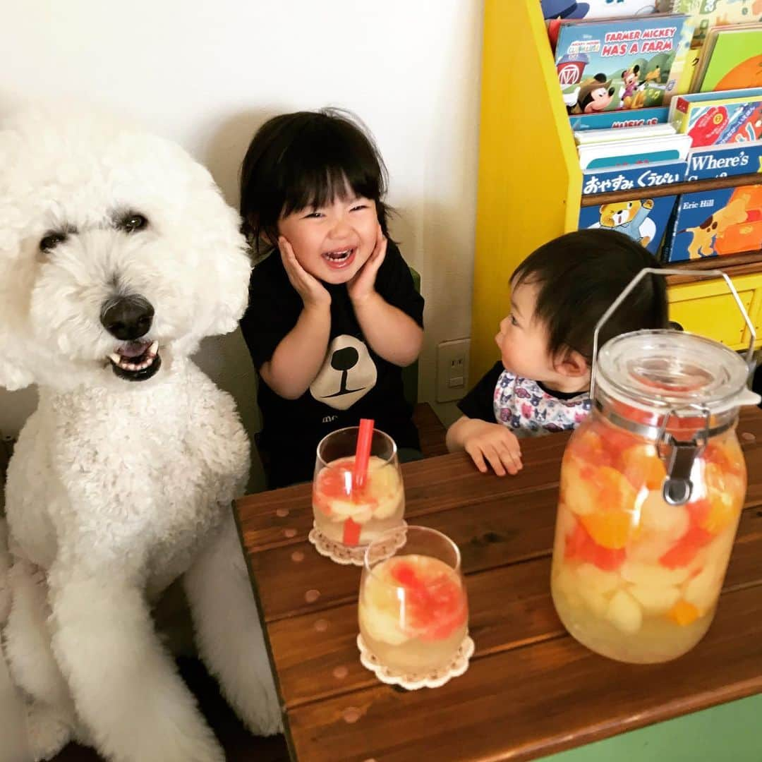 たまねぎさんのインスタグラム写真 - (たまねぎInstagram)「. . グレープフルーツサワードリンクを作りました🥤 大人は、炭酸で割って。 まめちゃんは、お水で割って。 まめちゃん、サワードリンク初めて💕 飲んだ感想は‥このお顔（笑） 流石、酢のもの大好きな2歳児（笑） . . #standardpoodle #dog #lovedogs #poodlesofinstagram #スタンダードプードル #大型犬と子供 #poodle #dogstagram #east_dog_japan #いぬのいる生活 #もふもふ部 #わんこ部 #赤ちゃんと犬  #babyanddog #ママリ #キズナ #コドモノ #いこーよ #いぬのきもち #犬と暮らす #いぬなしでは生きていけません #1歳 #2歳 #グレープフルーツサワードリンク #リンゴ酢」5月26日 2時29分 - tamanegi.qoo.riku