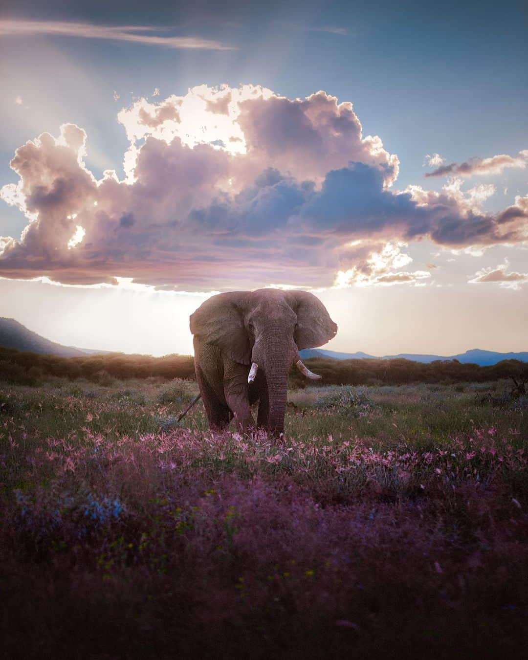 Discoveryさんのインスタグラム写真 - (DiscoveryInstagram)「“Yet without even looking, I happened to find him.” 🐘 📸 + caption by Paul Hänninen (@Paul_hanninen) . . . . #photography #photooftheday #explore #naturephotography #nature #potd #wildlifeIG ##namibia #africa #wildlife #nature #elephant #savanna #sunset #erindi」5月26日 2時37分 - discovery