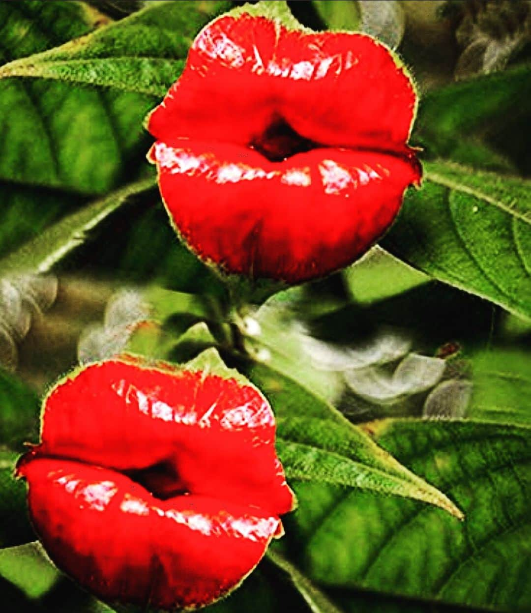 アリーザさんのインスタグラム写真 - (アリーザInstagram)「Questo si chiama Psychotria Elata, fiore da giardino. #wooooooooooooooooooooooooow! #guerrieridellaluce #flowers #spring #instapiplovers #soloperintenditori」5月26日 2時57分 - arisamusic