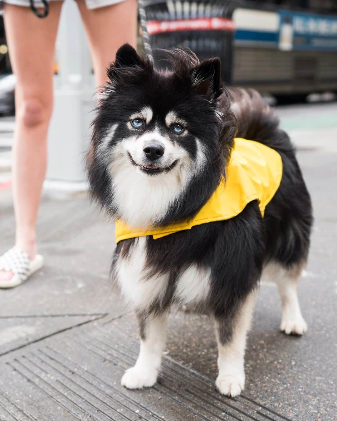 The Dogistさんのインスタグラム写真 - (The DogistInstagram)「Callie, Pomsky (3 y/o), 8th & 5th Ave., New York, NY • “She loves Louboutins. Other shoes she won’t touch.”」5月26日 2時57分 - thedogist