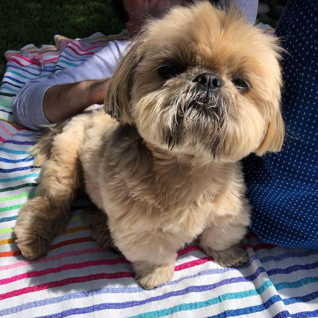 Dougie the Shih Tzuさんのインスタグラム写真 - (Dougie the Shih TzuInstagram)「Summer lounging.」5月26日 3時19分 - dailydougie