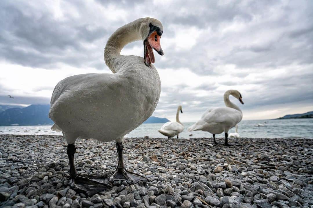 National Geographic Creativeさんのインスタグラム写真 - (National Geographic CreativeInstagram)「Photo by @ladzinski | A group of swans walks along the rocky shore of Lake Geneva, Switzerland. #LakeGeneva #Switzerland #Swans」5月26日 3時27分 - natgeointhefield