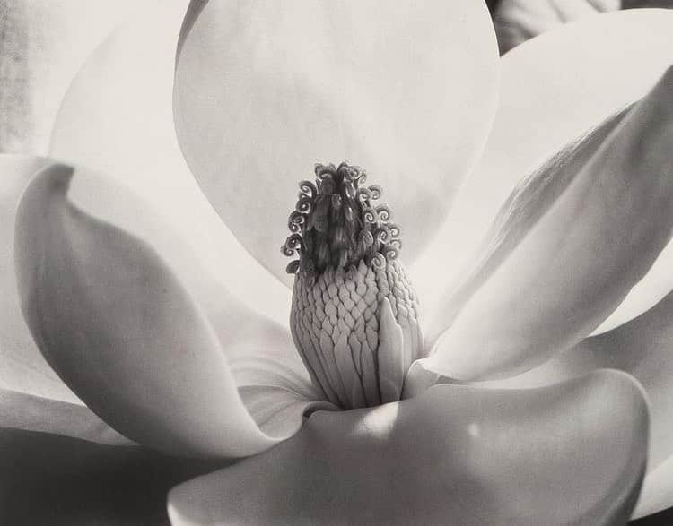 Meganさんのインスタグラム写真 - (MeganInstagram)「Magnolia Blossom, 1925 〰 Imogen Cunningham #magnolia #imogencunningham」5月26日 3時37分 - zanzan_domus