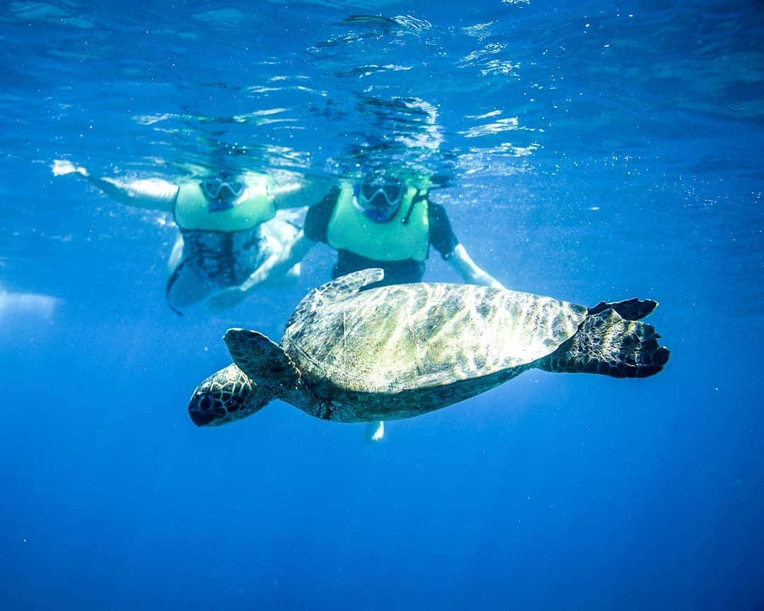 And Youさんのインスタグラム写真 - (And YouInstagram)「Turtles are notoriously curious creatures but that doesn't mean you should touch them!  Humans skin contains oils harmful to turtles that can cause sickness. . . . . #hawaiivacation #hawaiistagram #seaturtle #unrealhawaii #discoverocean #sealife #oceanlife #dolphincruise #snorkelhawaii #oahu」5月26日 4時33分 - dolphinsandyou